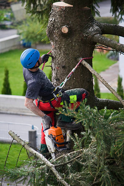 How Our Tree Care Process Works  in  North Lakes, AK